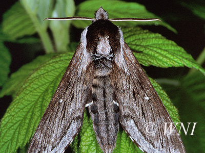 Northern Apple Sphinx (Sphinx poecila)